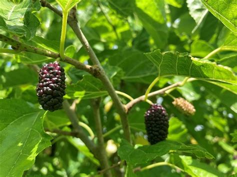 mulberry trees live where to buy|local nurseries selling mulberry tree.